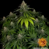 Shiskaberry