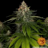 Shiskaberry