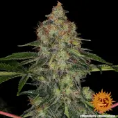 Shiskaberry