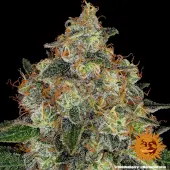 Shiskaberry