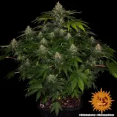 Shiskaberry