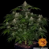 Shiskaberry