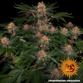Purple Punch Auto