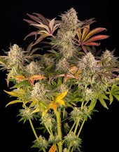 Blue Sunset Sherbert