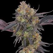 Tropicana Cherry