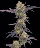 Tropicana Cherry
