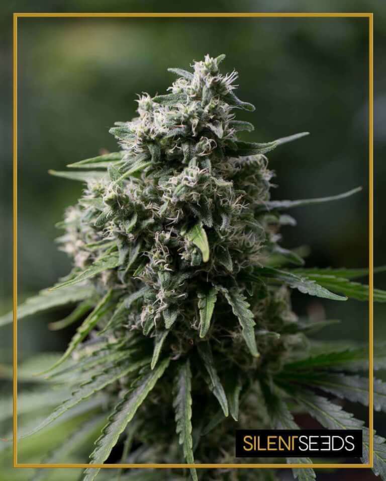 Critical+ 2.0 Silent Seeds