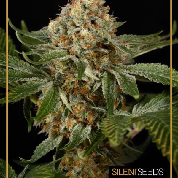 OG Kush