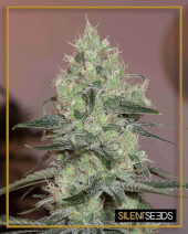 Original Amnesia
