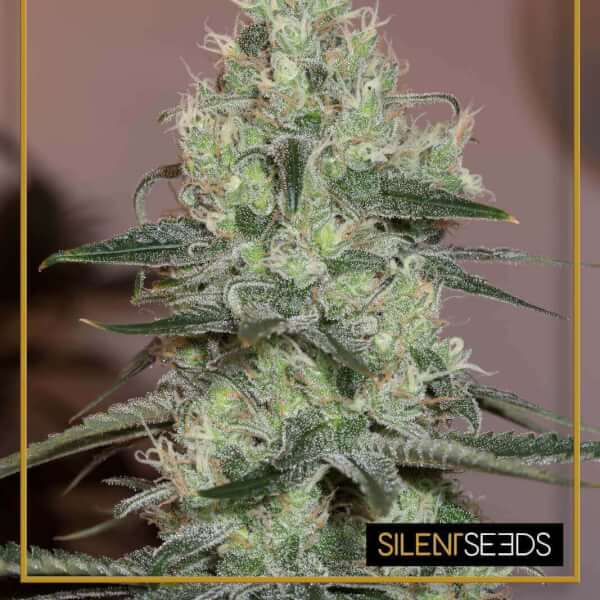 Original Amnesia