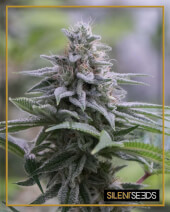 Zkittlez 2.0