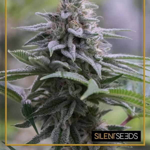 Zkittlez 2.0