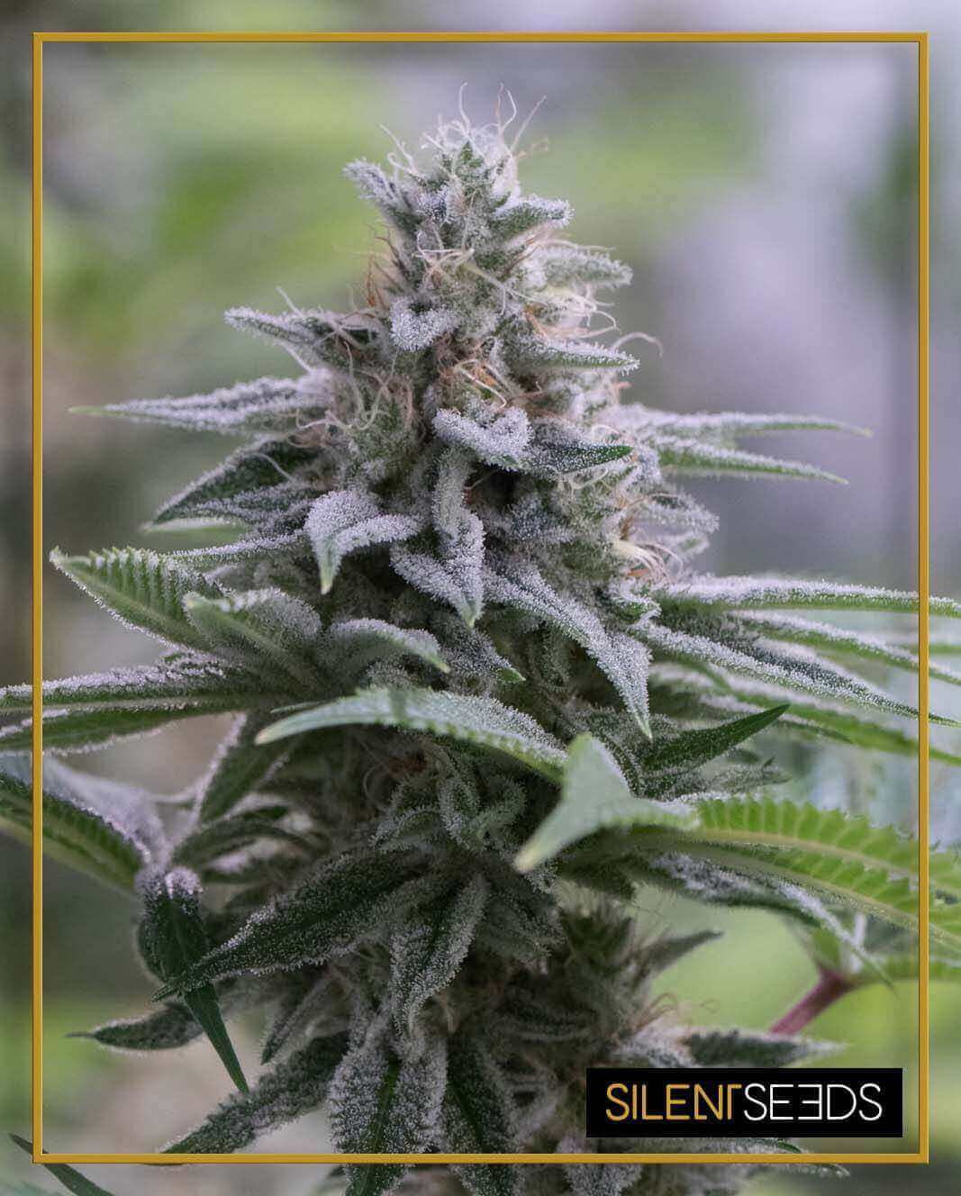 Semente feminizada Zkittlez 2.0 - Silent Seeds