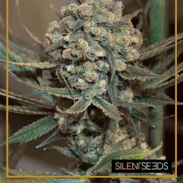Critical + 2.0 Auto