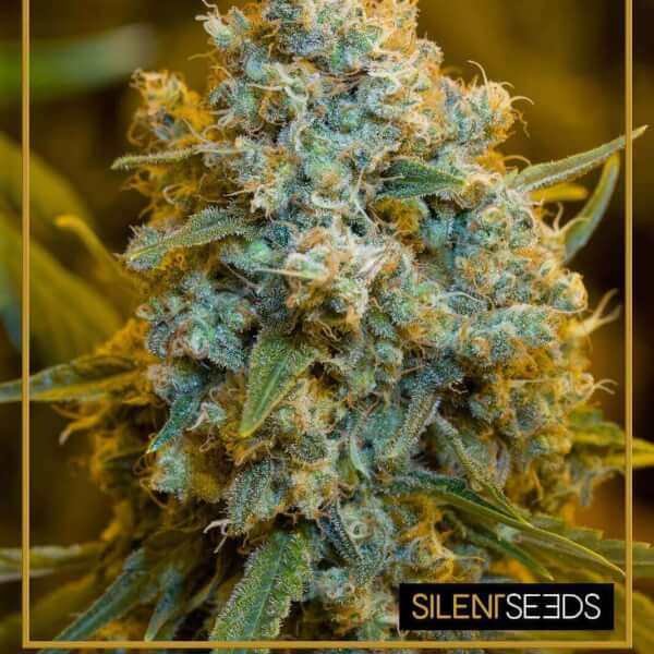 Critical Jack Auto