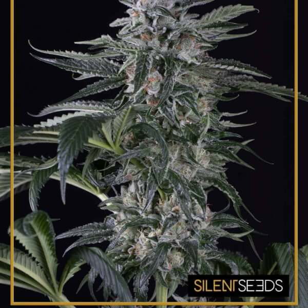 Moby Dick Auto - Silent Seeds