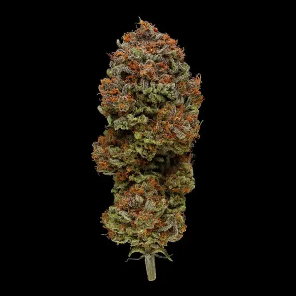 Blueberry Muffin