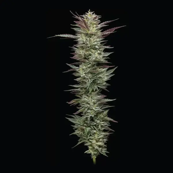 Notorious THC