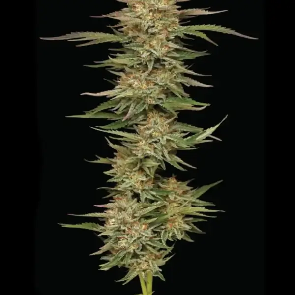 Orange Creampop