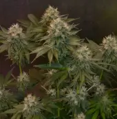 Jelly Donutz Auto