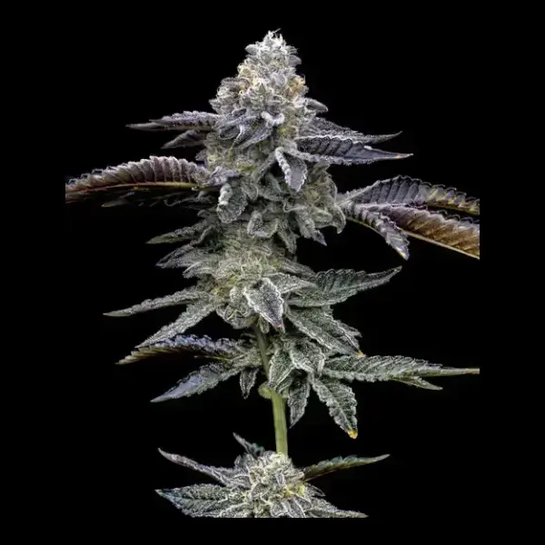 Blue Dream