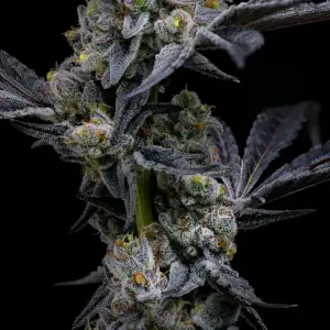 Garlic Cookies