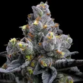 Garlic Cookies