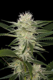 Original Amnesia