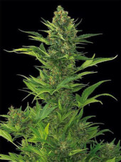 Amnesia XXL Auto