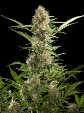 White Yoda Auto