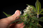 White Yoda Auto