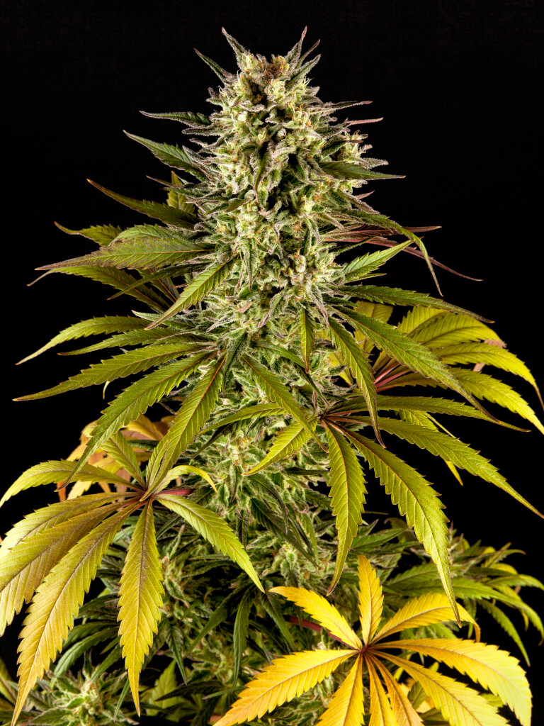 Spicy CBD / SuperJuani