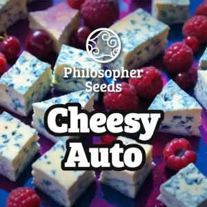 Cheesy Auto Promo Philosopher Seeds