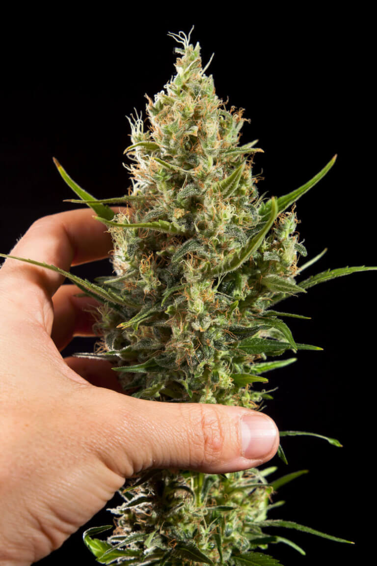 Easy Haze promo Philospher Seeds