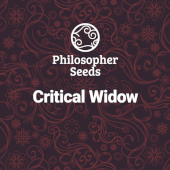 Critical Widow Fem Promo Philosopher Seeds