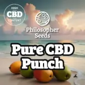 Pure CBD Punch Promo Philosopher Seeds 1 seed