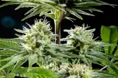 Pure CBD Punch