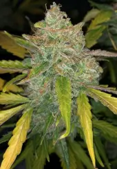 Purple Sunset Auto
