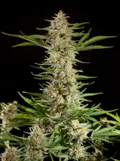 Fraggle Skunk Auto