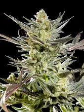 Fruity Jack