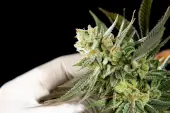 Fruity Jack 