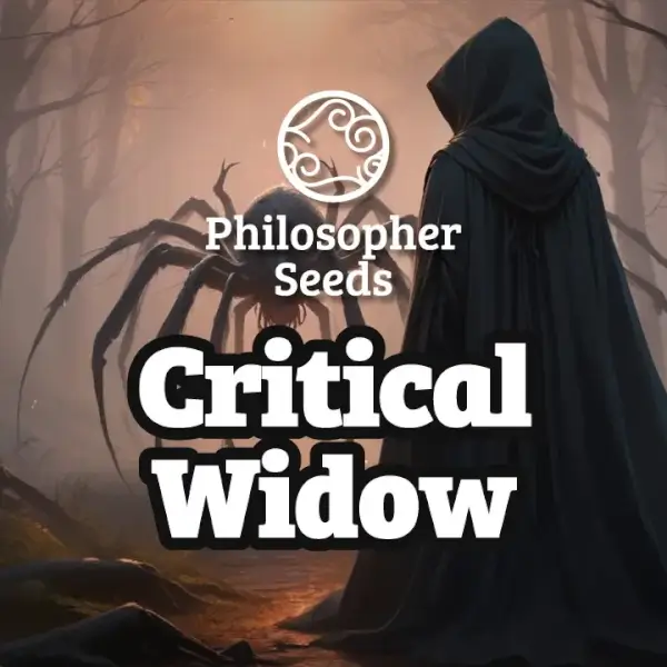Critical Widow