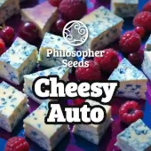 Cheesy Auto Promo Philosopher Seeds