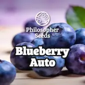Blueberry Auto