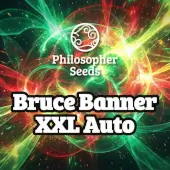 Bruce Banner XXL Auto