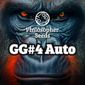 GG#4 Auto