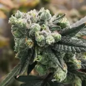 Gorilla Punch Auto 