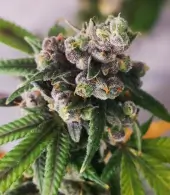 Gorilla Punch Auto 
