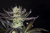 Purple Punch x Do-Si-Dos