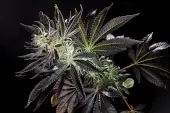 Purple Punch x Do-Si-Dos